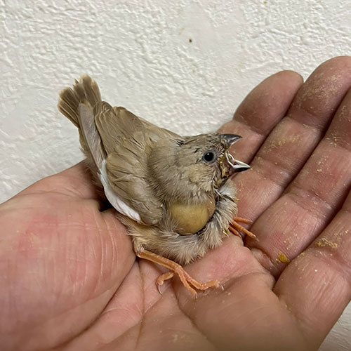 キンカチョウのヒナ