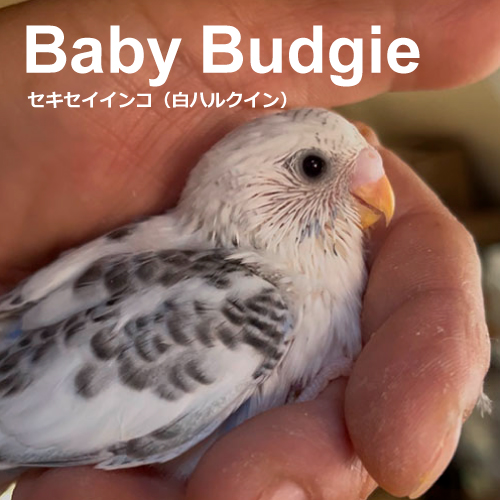 インコのヒナ