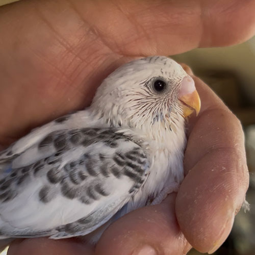 インコのヒナ