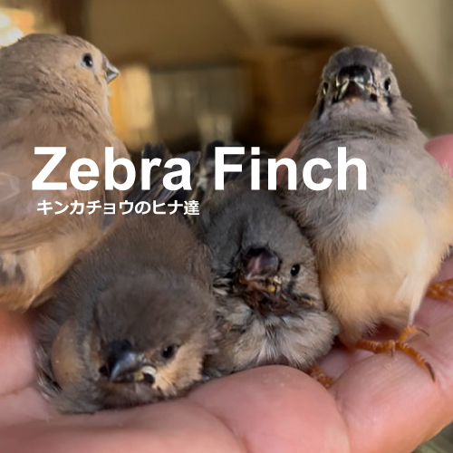 キンカチョウのヒナ