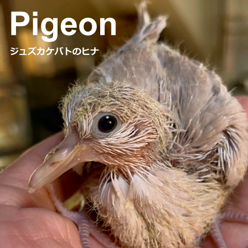 ハトのヒナ