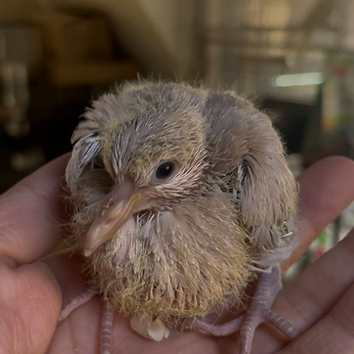 数珠掛け鳩のヒナ
