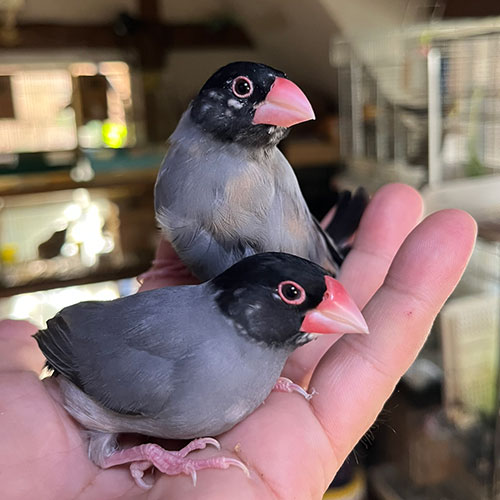 インコのヒナ