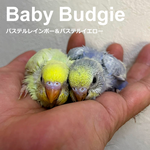 セキセイインコのヒナ
