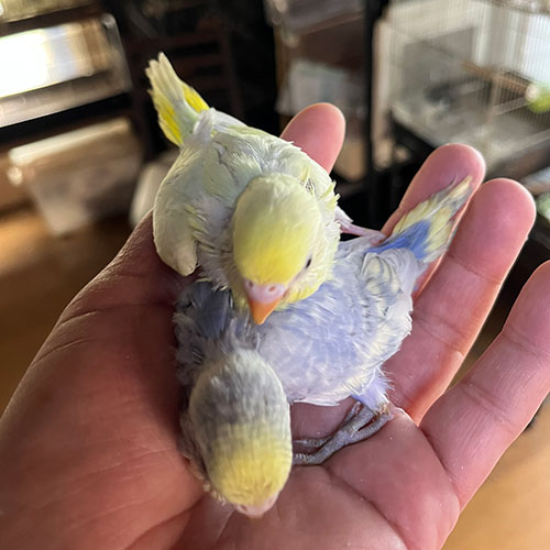 インコのヒナ