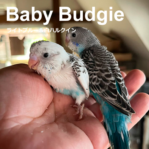 セキセイインコのヒナ