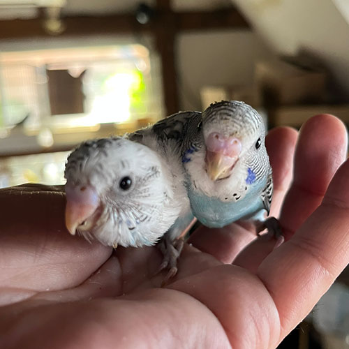 インコのヒナ