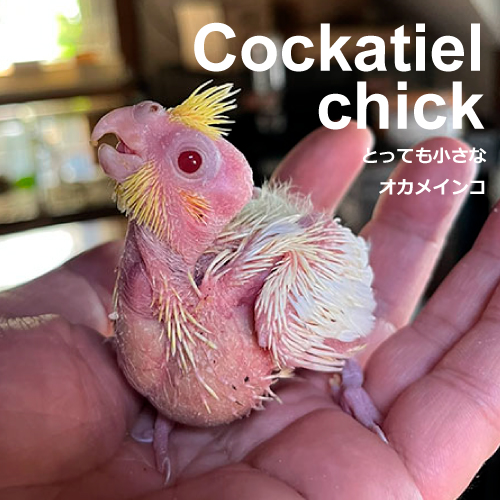 オカメインコのヒナ