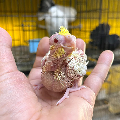 オカメインコのヒナ