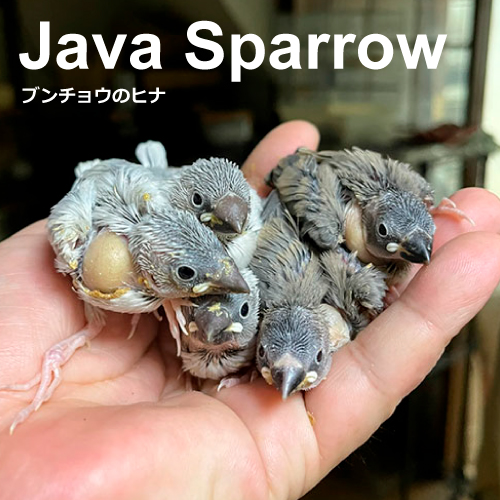 ブンチョウのヒナ