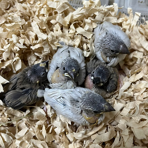 インコのヒナ