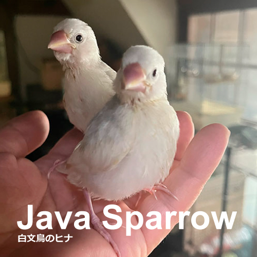 ブンチョウのヒナ