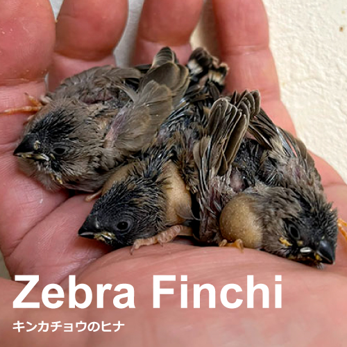 キンカチョウのヒナ
