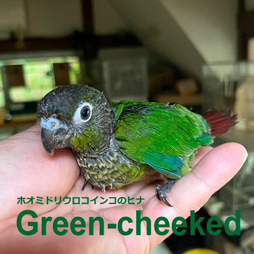 インコのヒナ