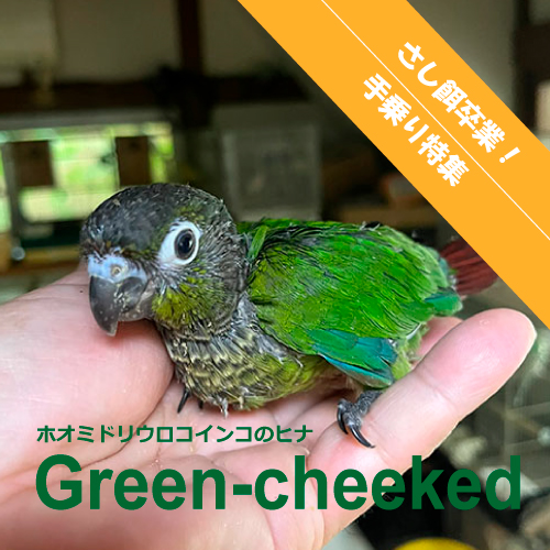 インコのヒナ