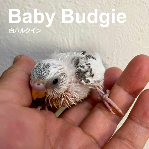 インコのヒナ