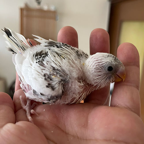 インコのヒナ