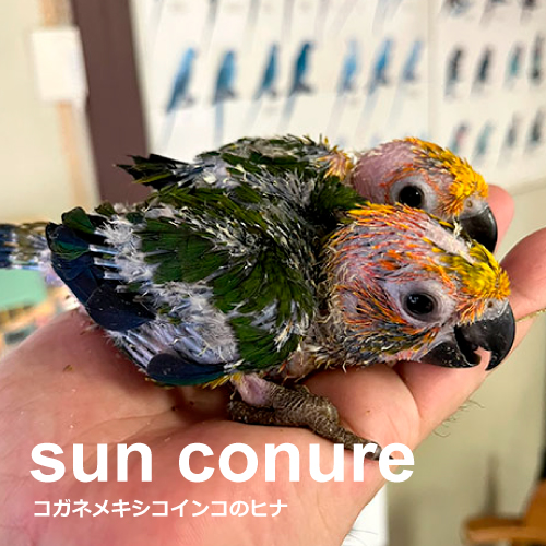 インコのヒナ