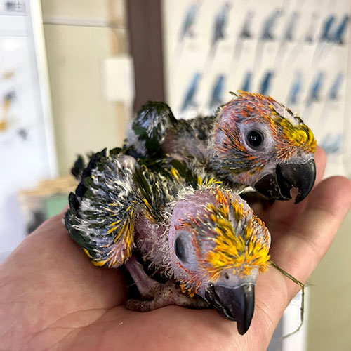インコのヒナ