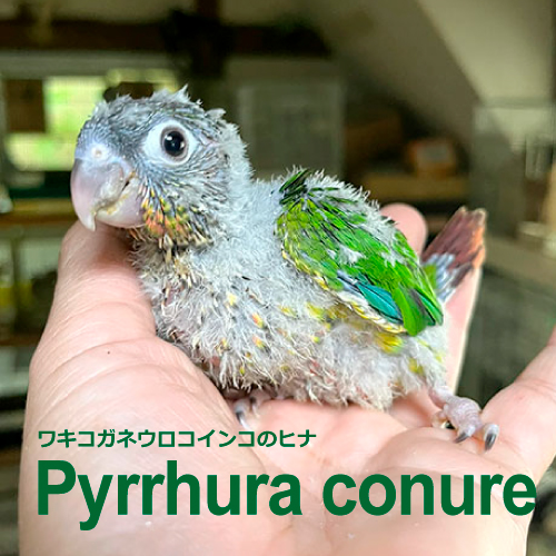 インコのヒナ