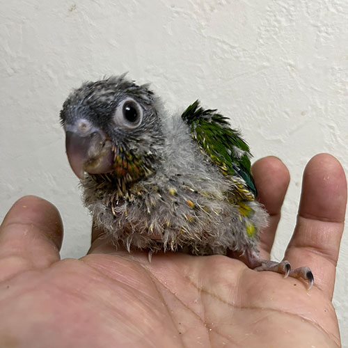 インコのヒナ
