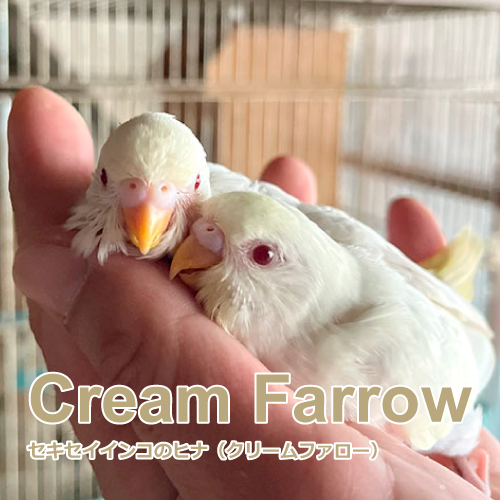 セキセイインコのヒナ