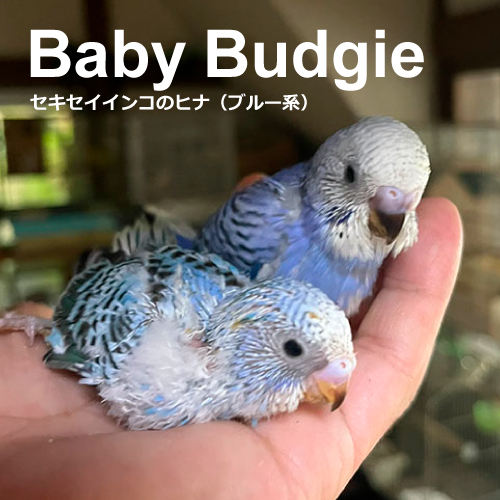 セキセイインコのヒナ