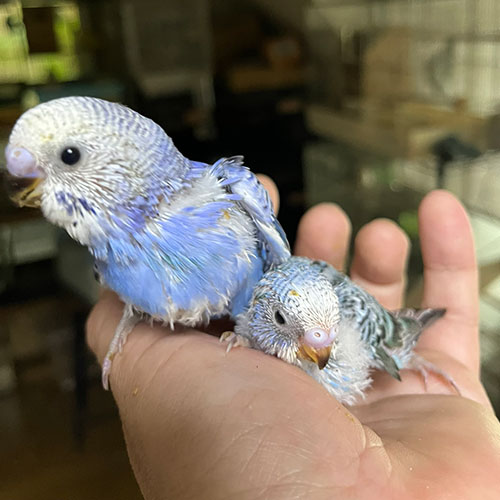 インコのヒナ