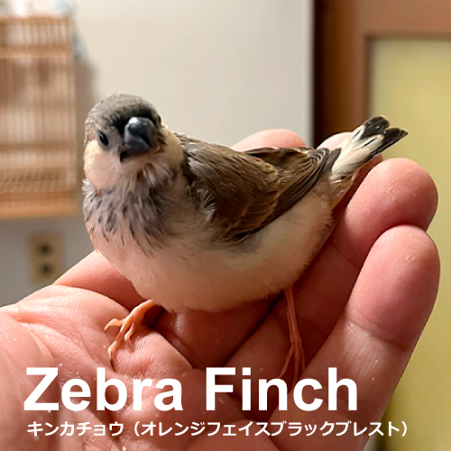文鳥のヒナ
