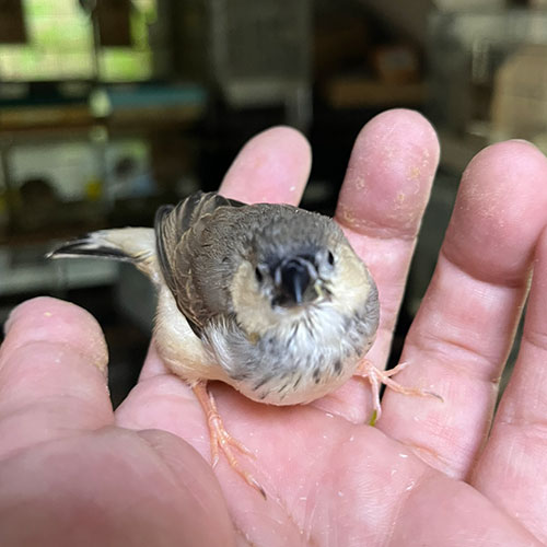 キンカチョウのヒナ