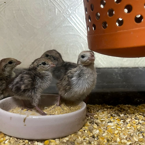ウズラのヒヨコ