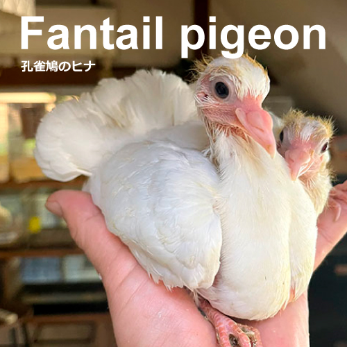 ハトのヒナ