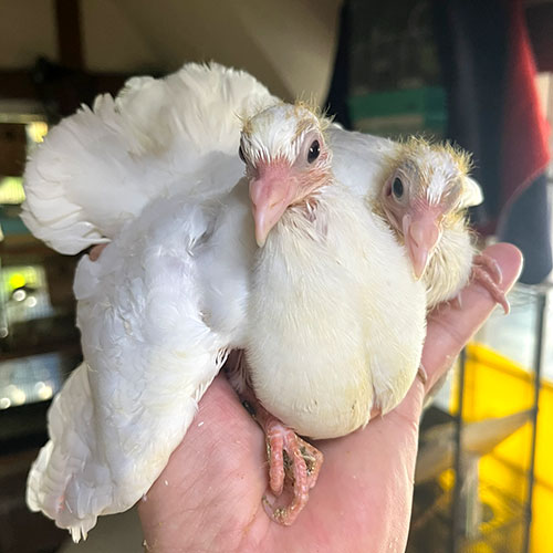 ハトのヒナ