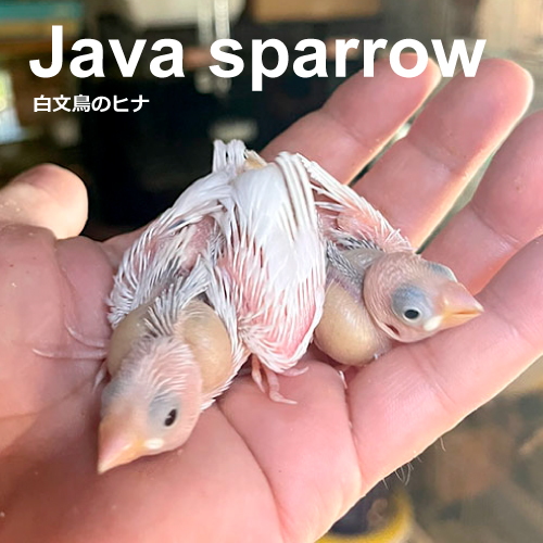 文鳥のヒナ