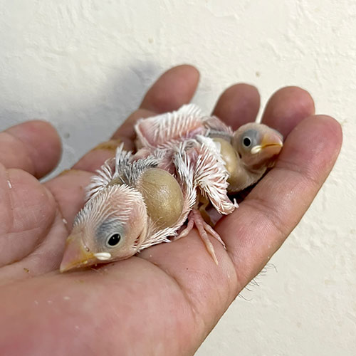 文鳥のヒナ