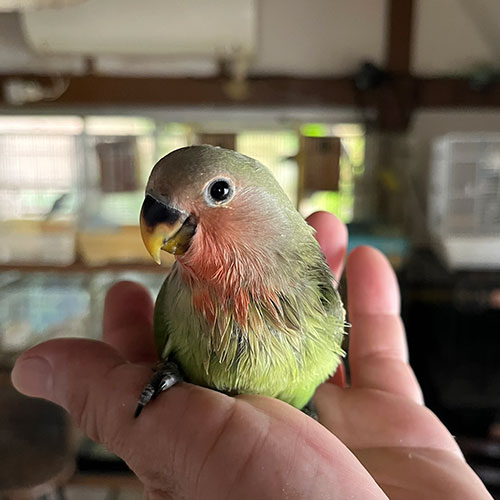 インコのヒナ