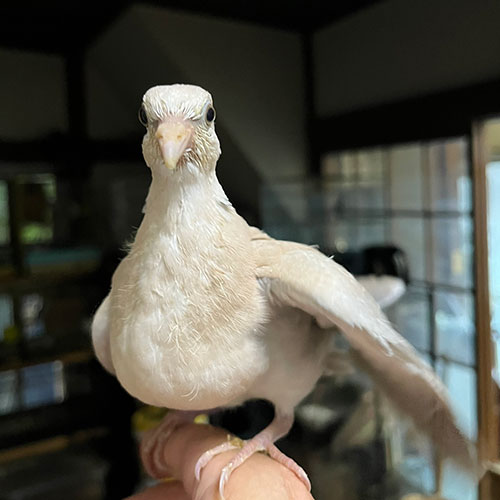 鳩のヒナ