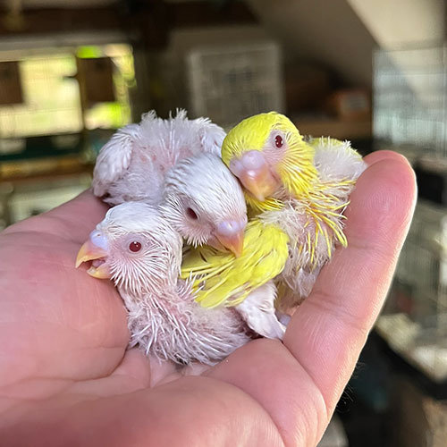 インコのヒナ