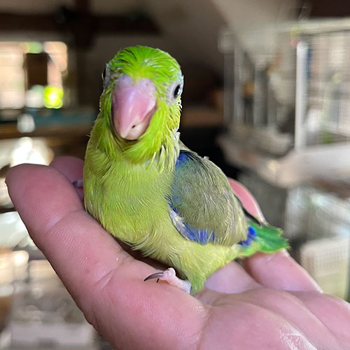インコのヒナ