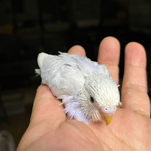 インコのヒナ
