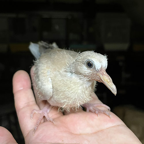 鳩のヒナ