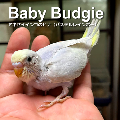 セキセイインコのヒナ
