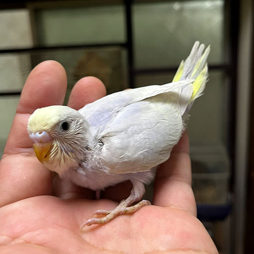 セキセイインコのヒナ