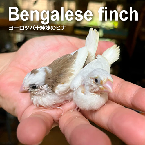 十姉妹のヒナ