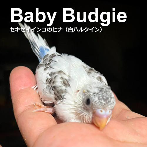 セキセイインコのヒナ