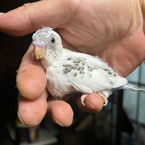 セキセイインコのヒナ