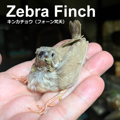 キンカチョウのヒナ