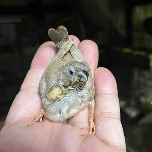 キンカチョウのヒナ