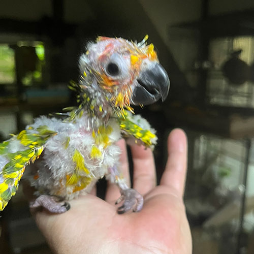 インコのヒナ
