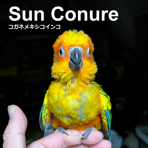 コガネメキシコインコのヒナ